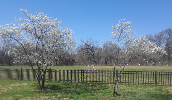Spring photo with flowering trees