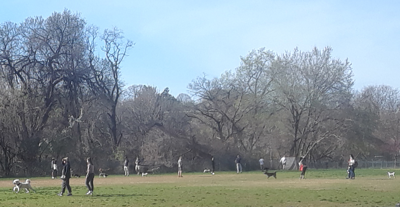 Wide-shot photo of field with dogs