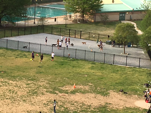 dog park in 2016