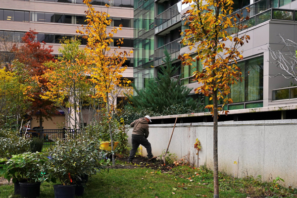 Landscape worker in fall setting