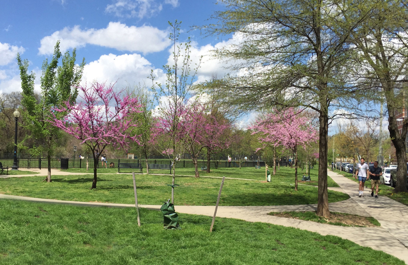 Redbuds in Rebecca Coder Park